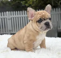 Jaguar, a male French Bulldog for sale in Southwest Ranches, FL – Photo 7 of 10