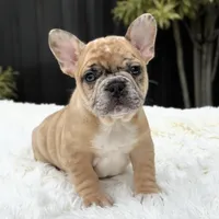 Jaguar, a male French Bulldog for sale in Southwest Ranches, FL – Photo 1 of 10