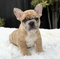 Jaguar, a male French Bulldog for sale in Southwest Ranches, FL – Photo 1 of 10