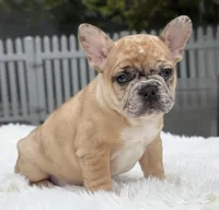 Jaguar, a male French Bulldog for sale in Southwest Ranches, FL – Photo 10 of 10