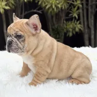 Jaguar, a male French Bulldog for sale in Southwest Ranches, FL – Photo 8 of 10