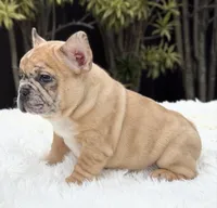 Jaguar, a male French Bulldog for sale in Southwest Ranches, FL – Photo 8 of 10