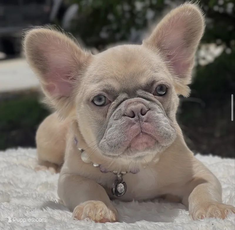 Molly - Fluffy – French Bulldog puppy for sale in Southwest Ranches, FL