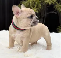 ABBIE, a female French Bulldog for sale in Southwest Ranches, FL – Photo 5 of 8