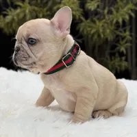 ABBIE, a female French Bulldog for sale in Southwest Ranches, FL – Photo 8 of 8