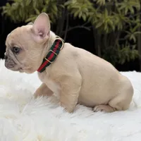 ABBIE, a female French Bulldog for sale in Southwest Ranches, FL – Photo 7 of 8