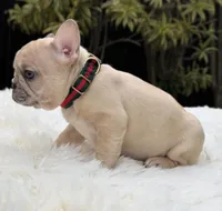 ABBIE, a female French Bulldog for sale in Southwest Ranches, FL – Photo 7 of 8