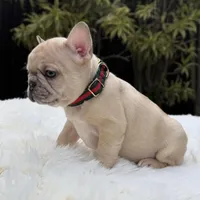 ABBIE, a female French Bulldog for sale in Southwest Ranches, FL – Photo 3 of 8