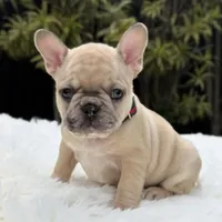 ABBIE, a female French Bulldog for sale in Southwest Ranches, FL – Photo 4 of 8