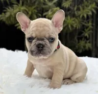 ABBIE, a female French Bulldog for sale in Southwest Ranches, FL – Photo 4 of 8