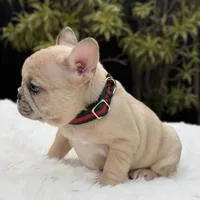 ABBIE, a female French Bulldog for sale in Southwest Ranches, FL – Photo 6 of 8