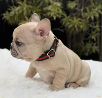 ABBIE, a female French Bulldog for sale in Southwest Ranches, FL – Photo 6 of 8