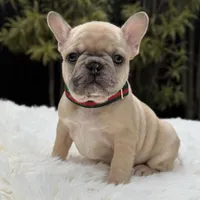 ABBIE, a female French Bulldog for sale in Southwest Ranches, FL – Photo 1 of 8