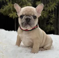 ABBIE, a female French Bulldog for sale in Southwest Ranches, FL – Photo 1 of 8