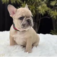 ABBIE, a female French Bulldog for sale in Southwest Ranches, FL – Photo 2 of 8