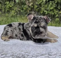 PEPPER, a male French Bulldog for sale in Southwest Ranches, FL – 2 of 2