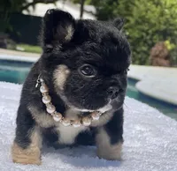 Cleo Fluffy, a female French Bulldog for sale in Southwest Ranches, FL – Photo 7 of 8