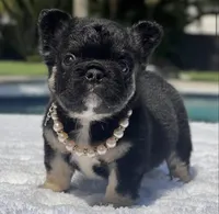 Cleo Fluffy, a female French Bulldog for sale in Southwest Ranches, FL – Photo 2 of 8