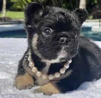 Cleo Fluffy, a female French Bulldog for sale in Southwest Ranches, FL – Photo 1 of 8