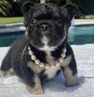 Cleo Fluffy, a female French Bulldog for sale in Southwest Ranches, FL – Photo 8 of 8