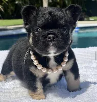 Cleo Fluffy, a female French Bulldog for sale in Southwest Ranches, FL – Photo 3 of 8