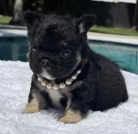 Cleo Fluffy, a female French Bulldog for sale in Southwest Ranches, FL – Photo 6 of 8