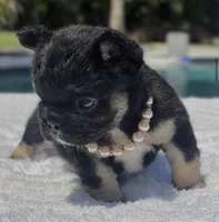 Cleo Fluffy, a female French Bulldog for sale in Southwest Ranches, FL – Photo 5 of 8