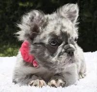 Dottie Fluffy, a female French Bulldog for sale in Southwest Ranches, FL – 7 of 8