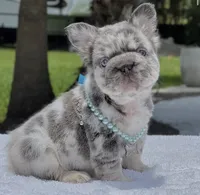 LEXIE Fluffy Big Rope, a female French Bulldog for sale in Southwest Ranches, FL – 7 of 7