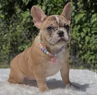 NALA, a female French Bulldog for sale in Southwest Ranches, FL – 3 of 8