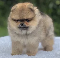 Dorito Teddy Bear Face, a male Pomeranian for sale in Southwest Ranches, FL – 6 of 7
