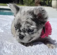 DOTTIE Fluffy, a female French Bulldog for sale in Southwest Ranches, FL – 2 of 9