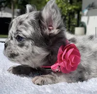 DOTTIE Fluffy, a female French Bulldog for sale in Southwest Ranches, FL – 5 of 9