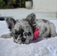 DOTTIE Fluffy, a female French Bulldog for sale in Southwest Ranches, FL – 9 of 9
