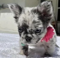 DOTTIE Fluffy, a female French Bulldog for sale in Southwest Ranches, FL – 8 of 9