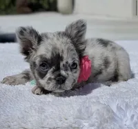 DOTTIE Fluffy, a female French Bulldog for sale in Southwest Ranches, FL – 7 of 9