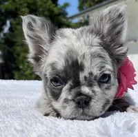 DOTTIE Fluffy, a female French Bulldog for sale in Southwest Ranches, FL – 1 of 9