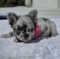 DOTTIE Fluffy, a female French Bulldog for sale in Southwest Ranches, FL – 4 of 9