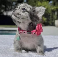 DOTTIE Fluffy, a female French Bulldog for sale in Southwest Ranches, FL – 6 of 9