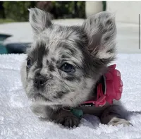 DOTTIE Fluffy, a female French Bulldog for sale in Southwest Ranches, FL – 3 of 9