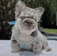 LEXIE Fluffy Big Rope, a female French Bulldog for sale in Southwest Ranches, FL – 3 of 7
