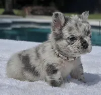 Pebbles Fluffy, a female French Bulldog for sale in Southwest Ranches, FL – Photo 4 of 6