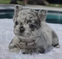 Pebbles Fluffy, a female French Bulldog for sale in Southwest Ranches, FL – Photo 3 of 6