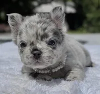 Pebbles Fluffy, a female French Bulldog for sale in Southwest Ranches, FL – Photo 5 of 6