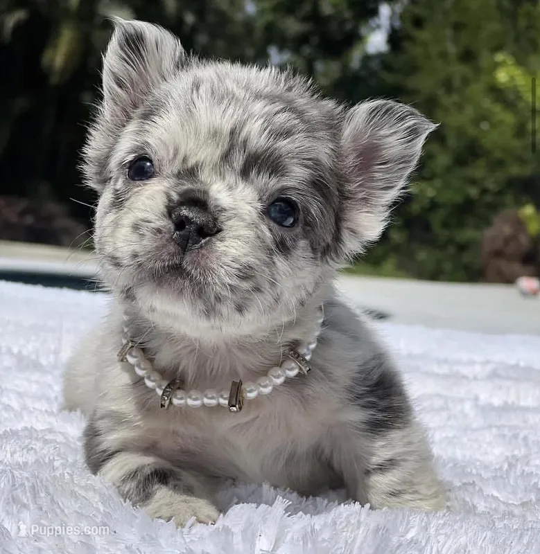 Pebbles Fluffy – French Bulldog puppy for sale in Southwest Ranches, FL