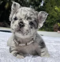Pebbles Fluffy, a female French Bulldog for sale in Southwest Ranches, FL – Photo 1 of 6