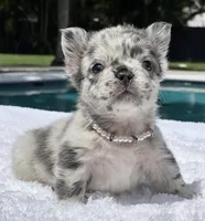 Pebbles Fluffy, a female French Bulldog for sale in Southwest Ranches, FL – Photo 2 of 6