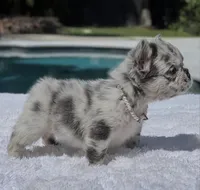 Pebbles Fluffy, a female French Bulldog for sale in Southwest Ranches, FL – Photo 6 of 6