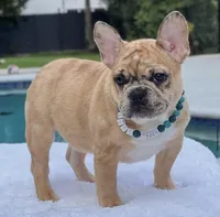 Jaguar , a male French Bulldog for sale in Southwest Ranches, FL – 4 of 8