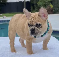 Jaguar , a male French Bulldog for sale in Southwest Ranches, FL – 8 of 8